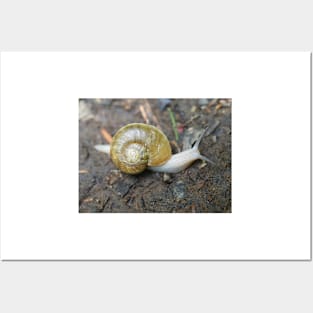 Haplotrema vancouverense snail Posters and Art